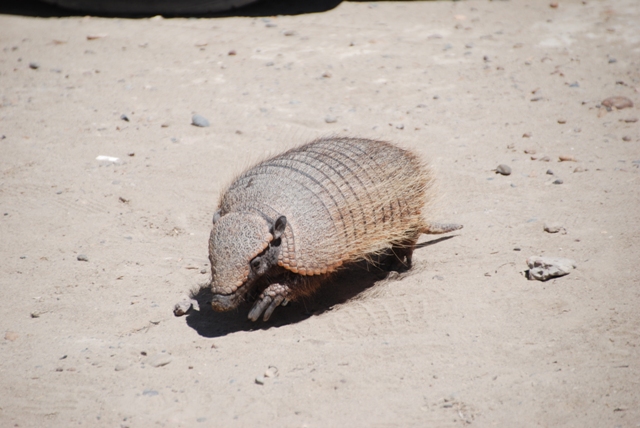 armadillo