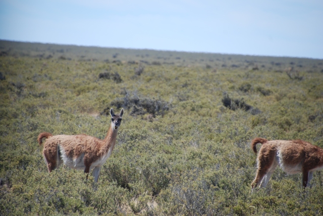 Guanacos