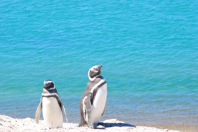 pinguins
