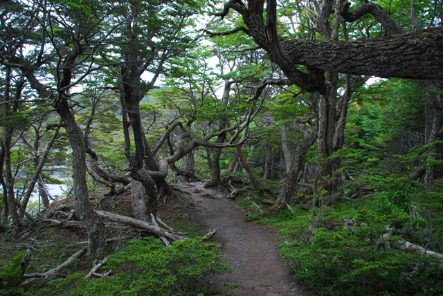 bosc