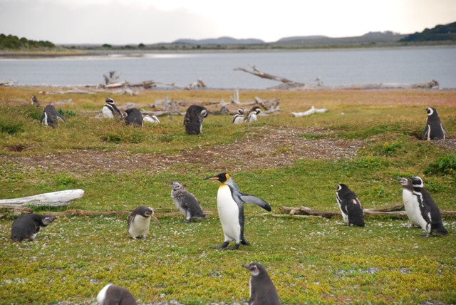 Pinguins