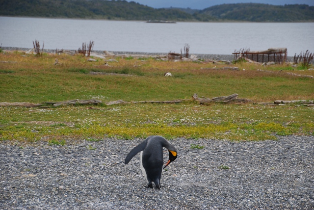 Pinguino Rey