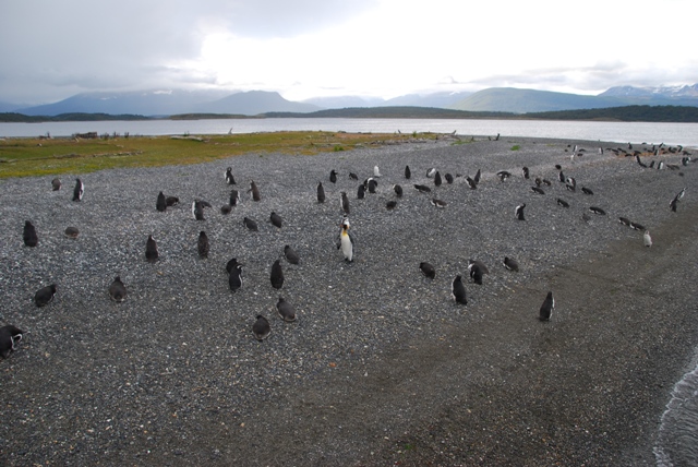 Illa pingüins