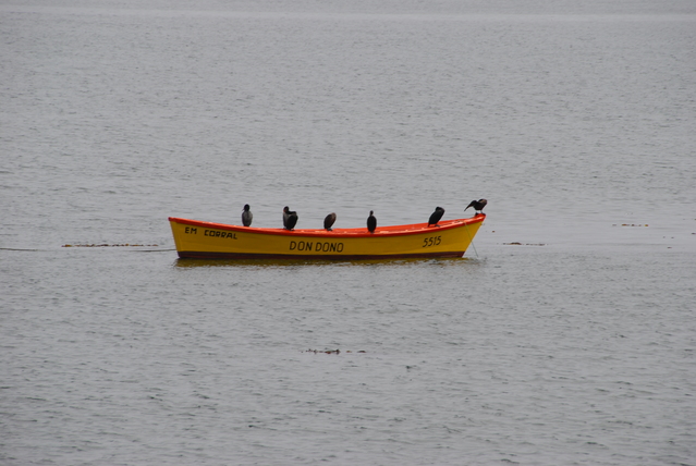 cormoranes a la barca