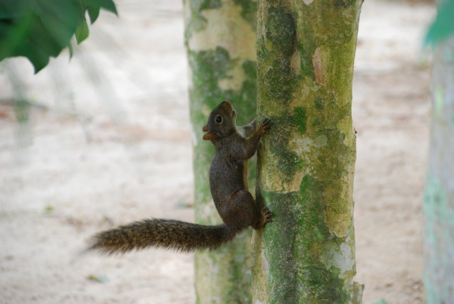 esquirol brasiler